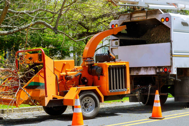 Best Tree Removal Cost  in USA